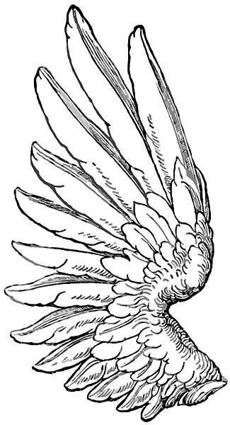 angel wings tattoos designs. angel wing drawings